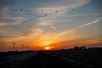 Sandhill Cranes over Colorful Rising Sun w PowerLines